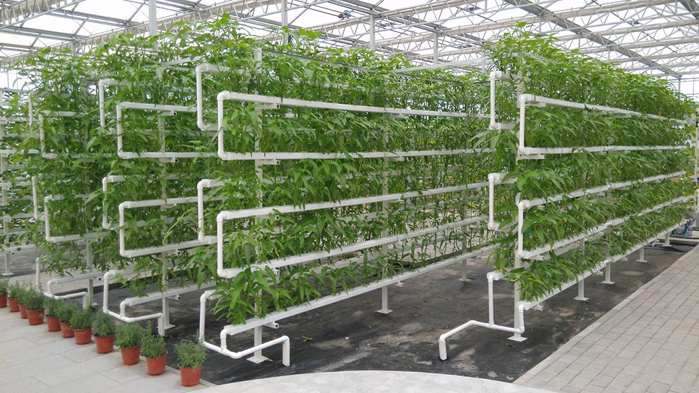 无土栽培智能温室